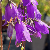 Campanula collina